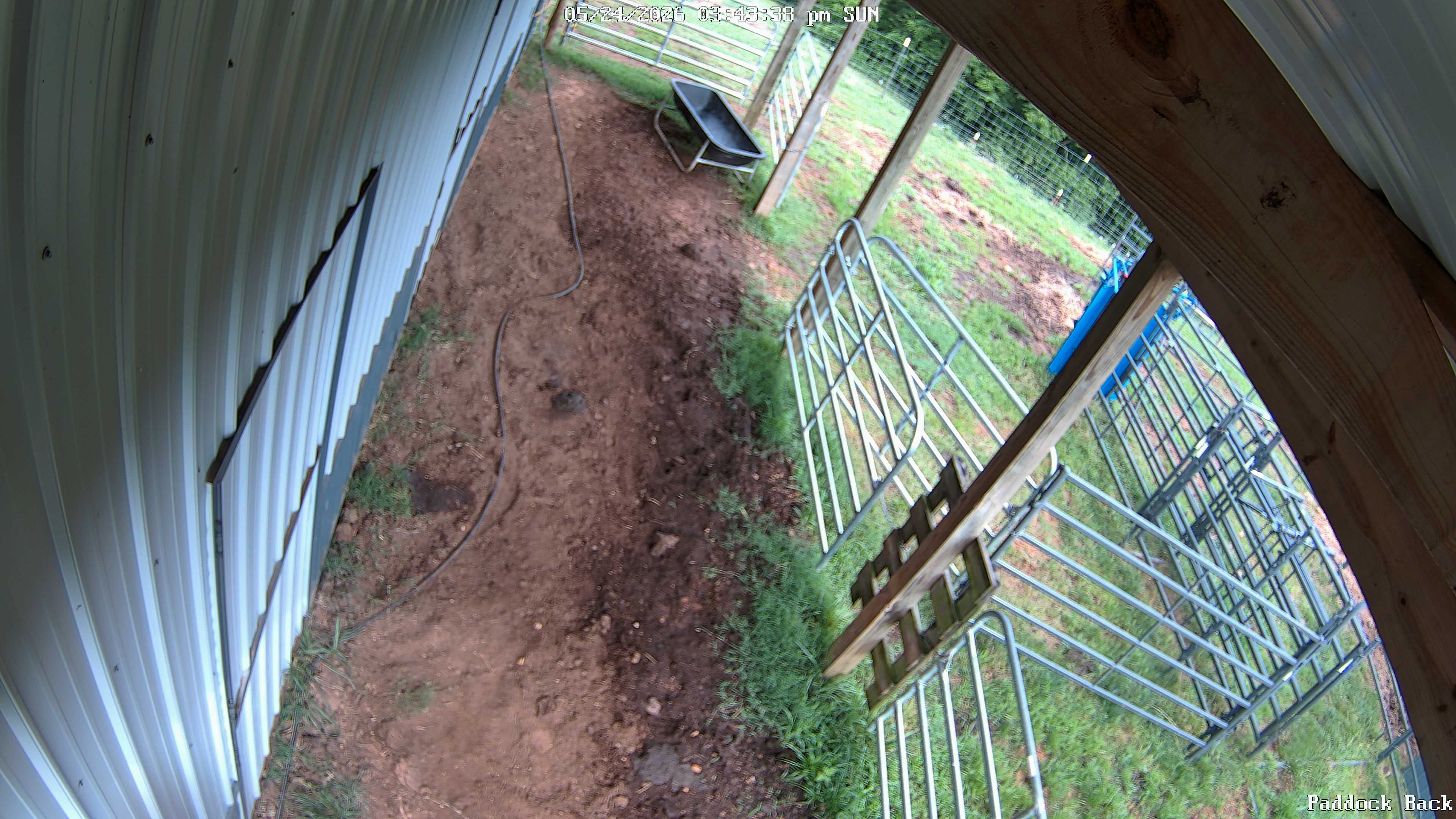 Disney Farm live view