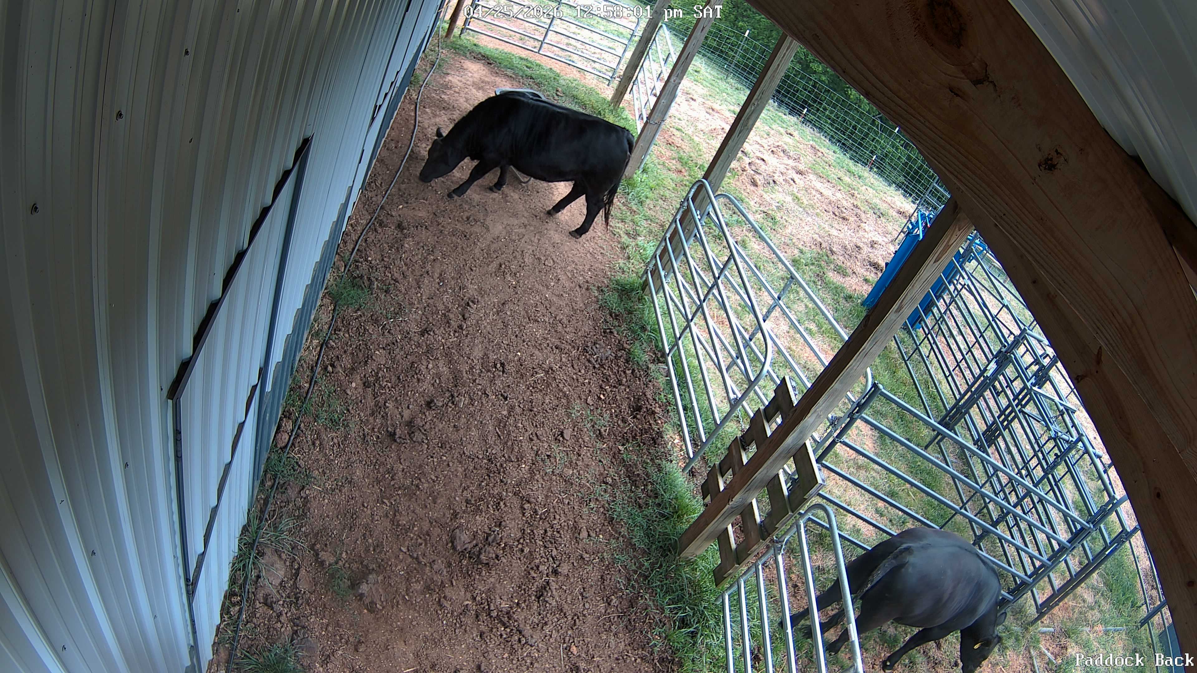 cow snapshot