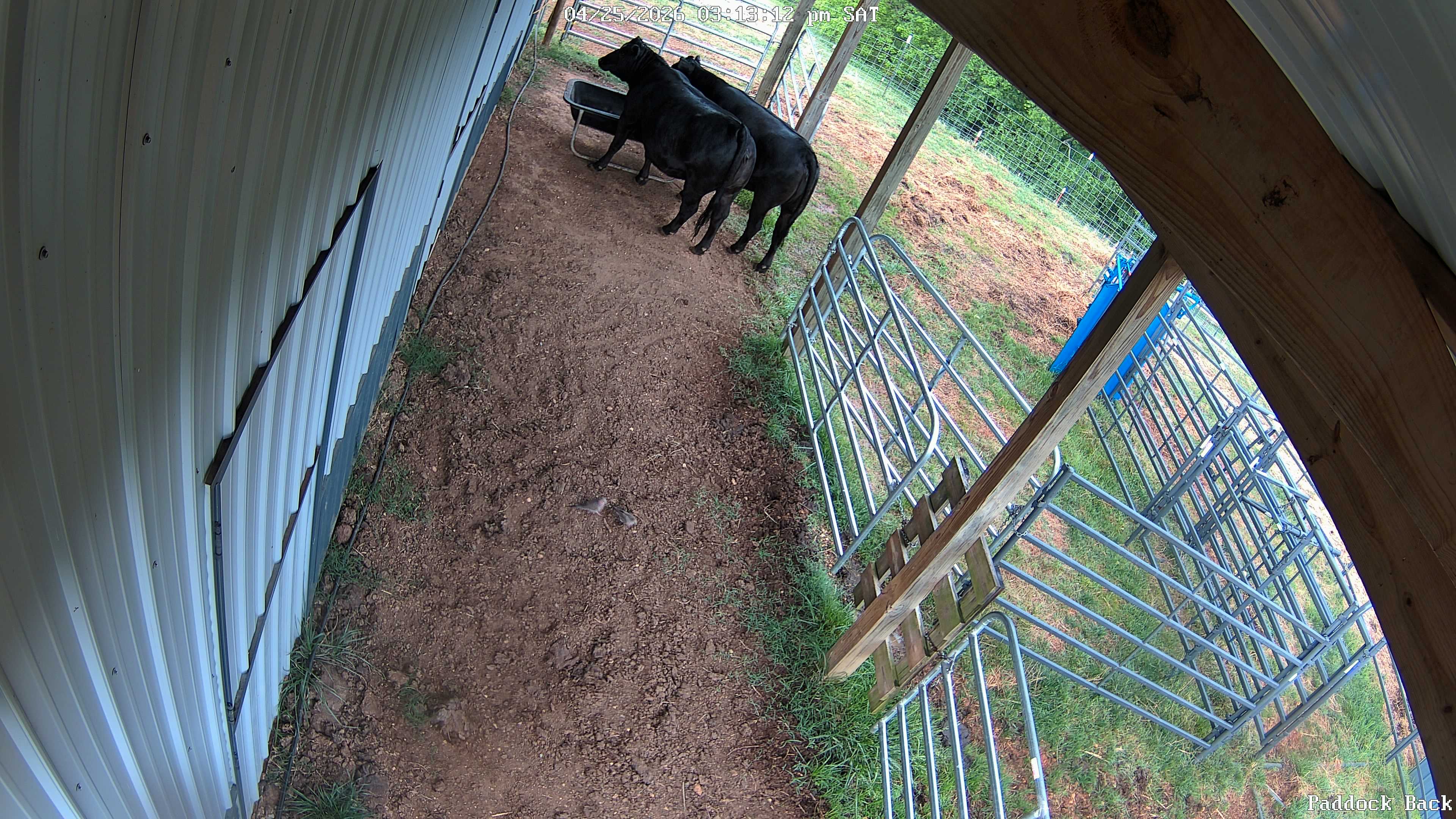 cow snapshot