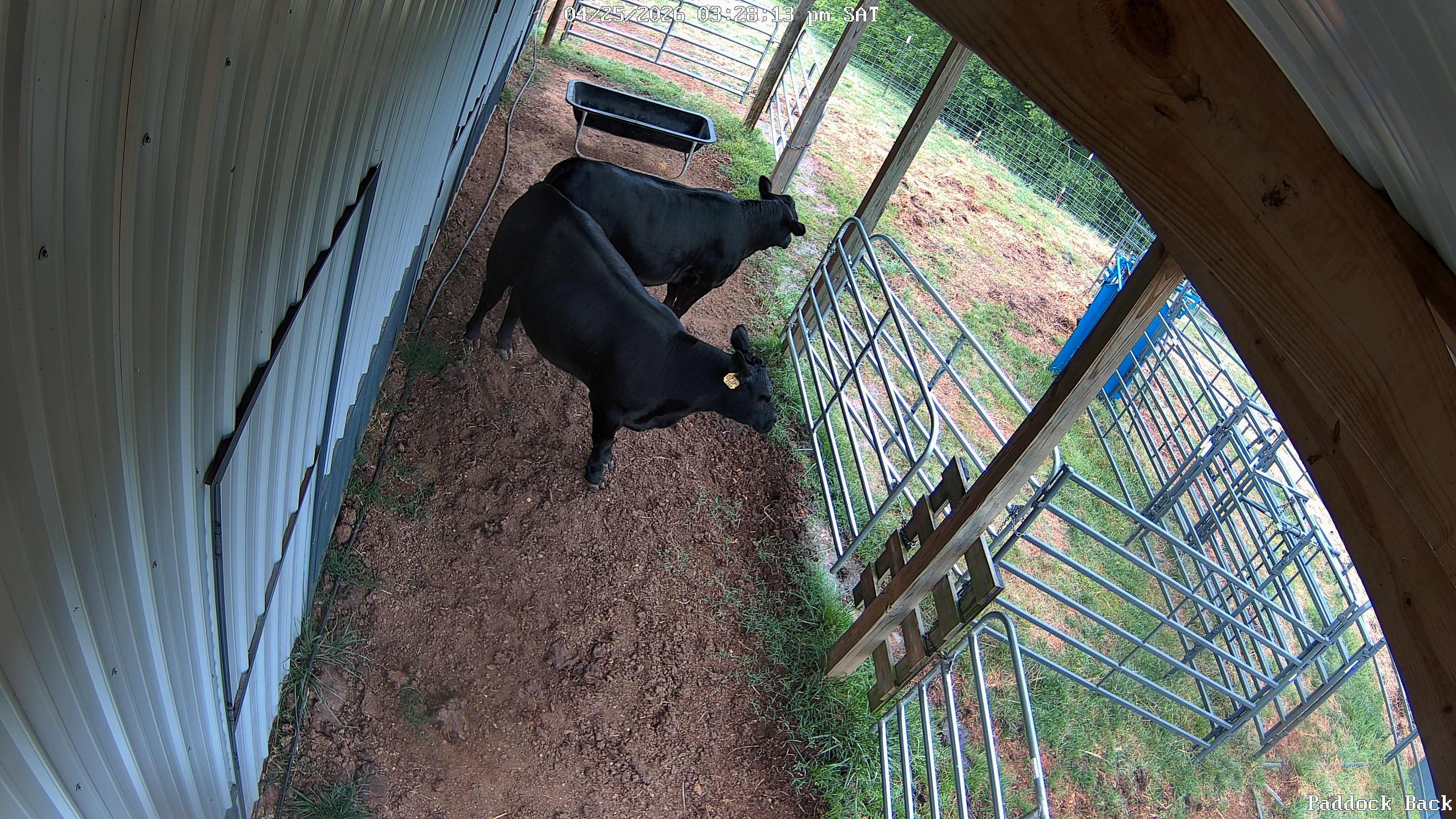 cow snapshot