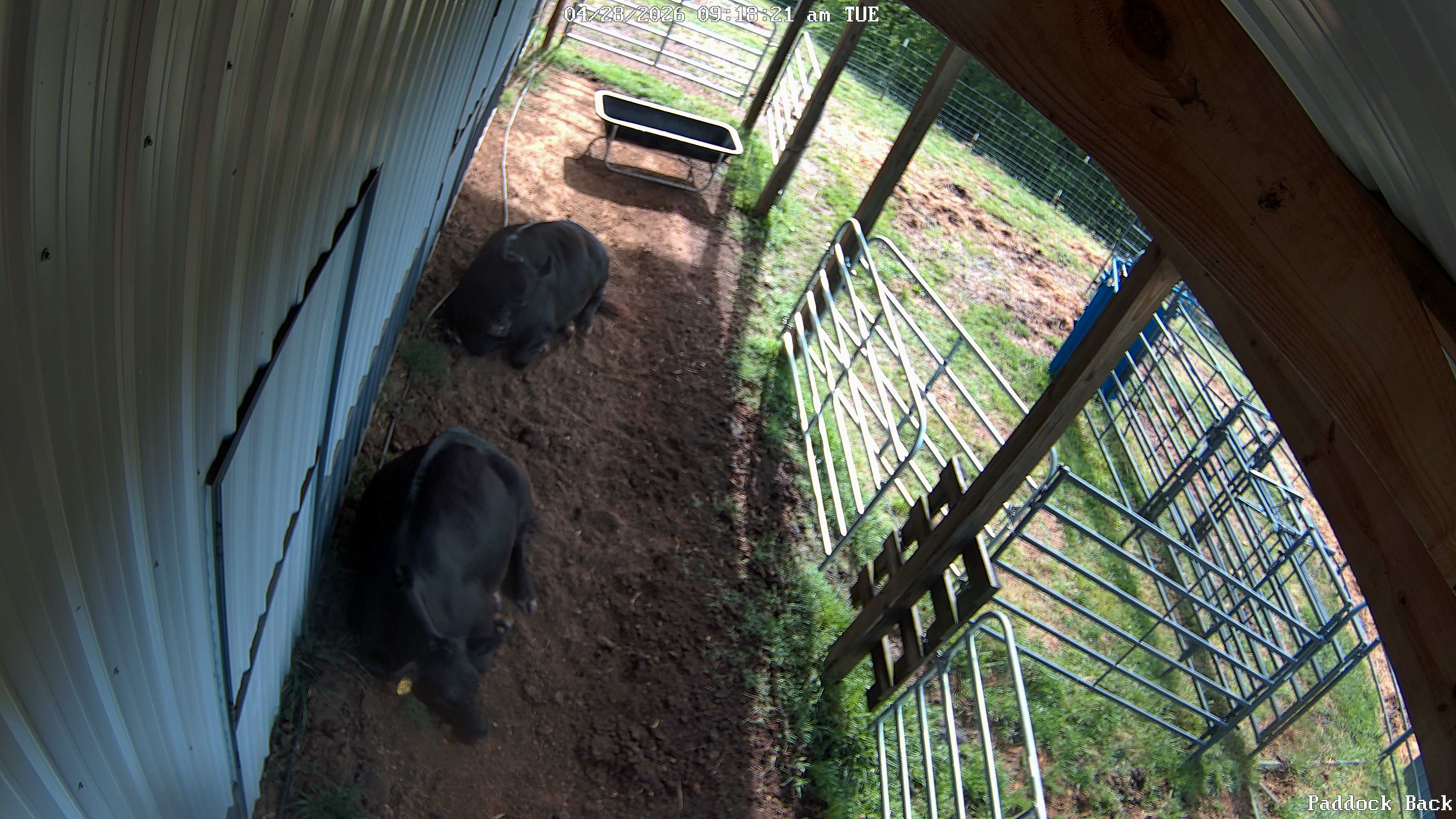 cow snapshot