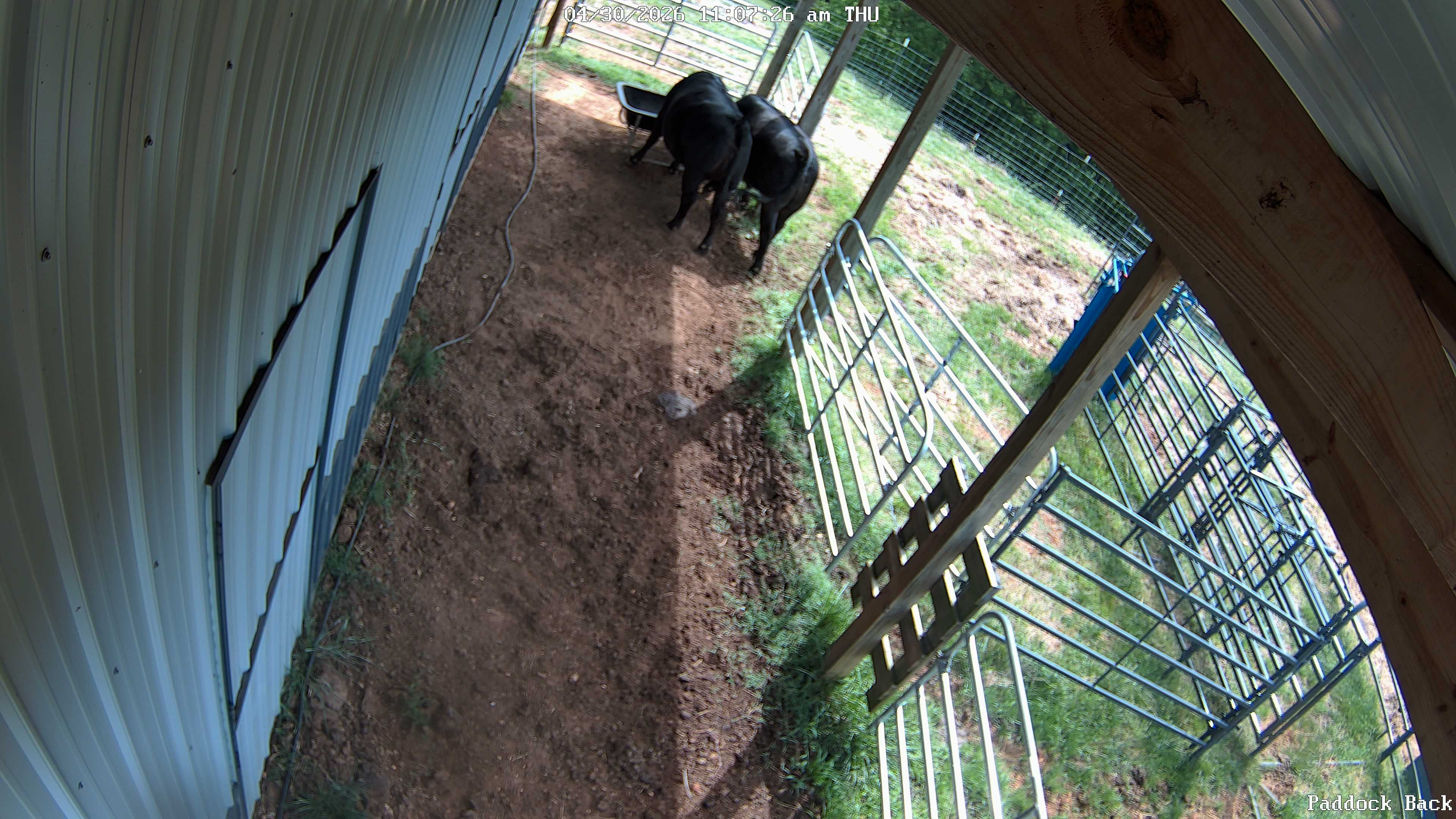 cow snapshot