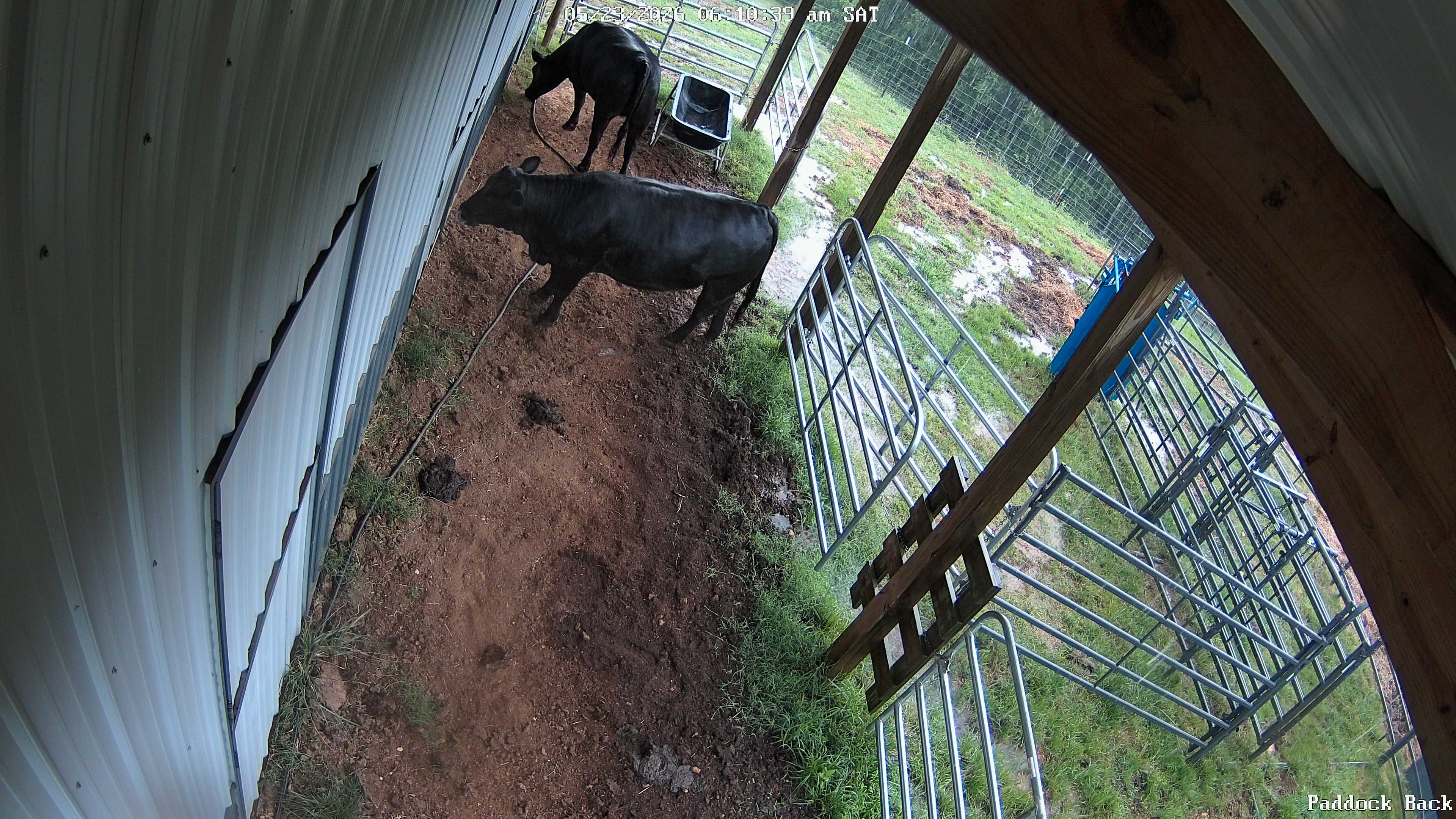 cow snapshot