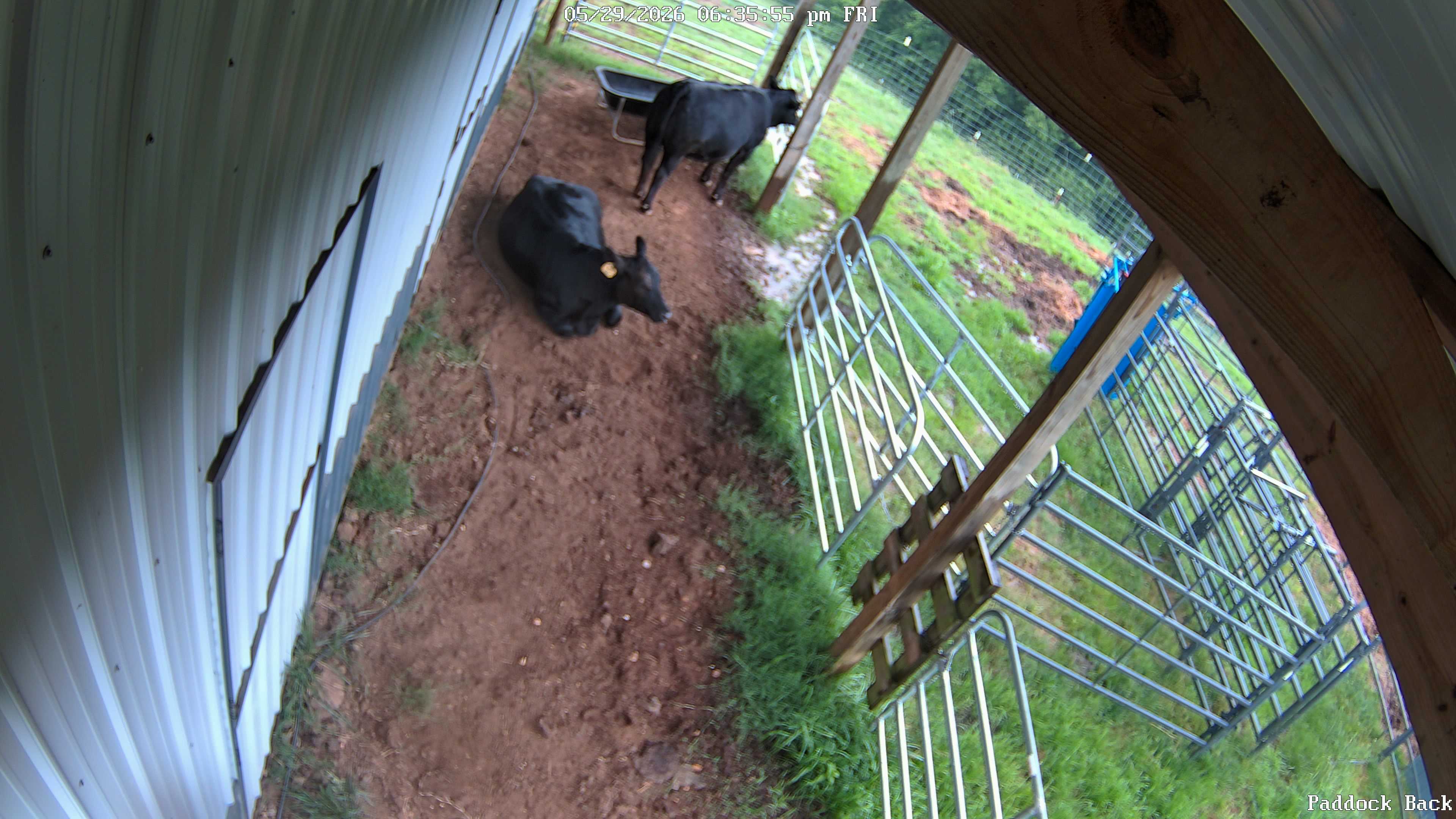 cow snapshot