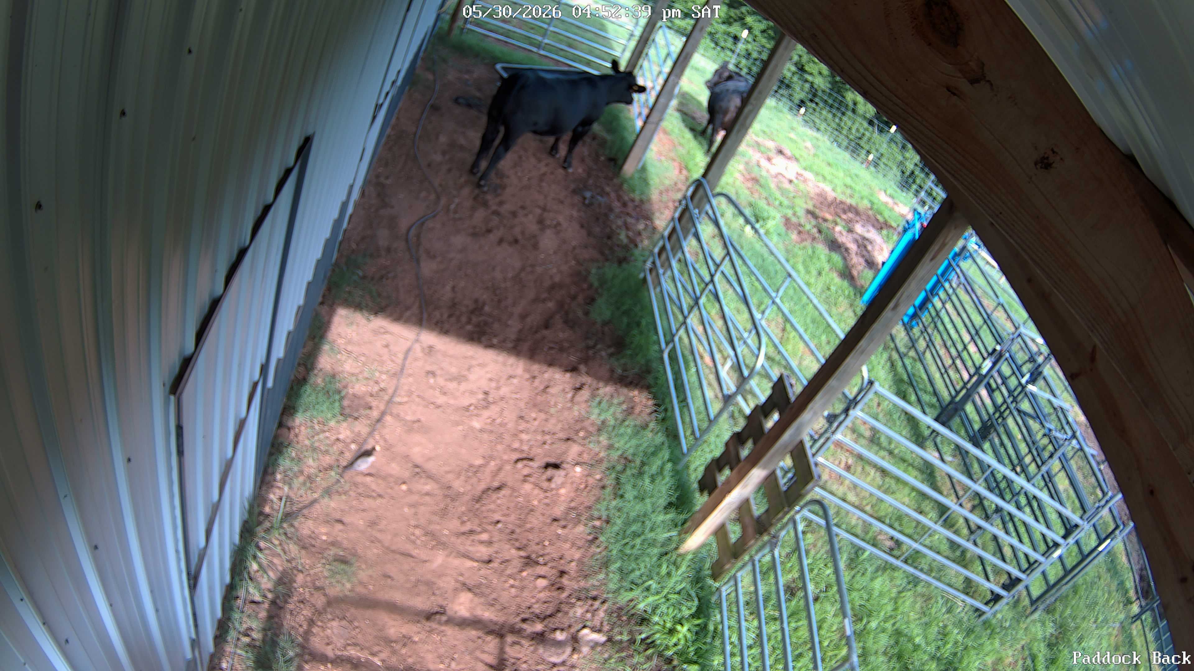 cow snapshot