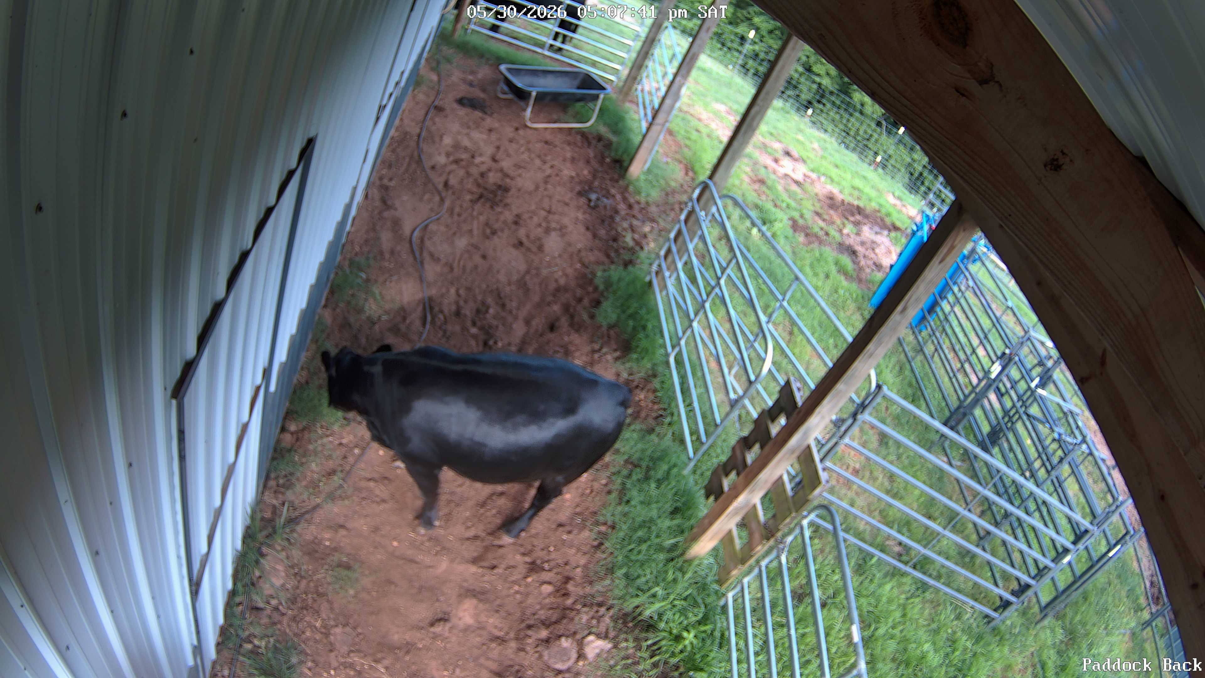 cow snapshot