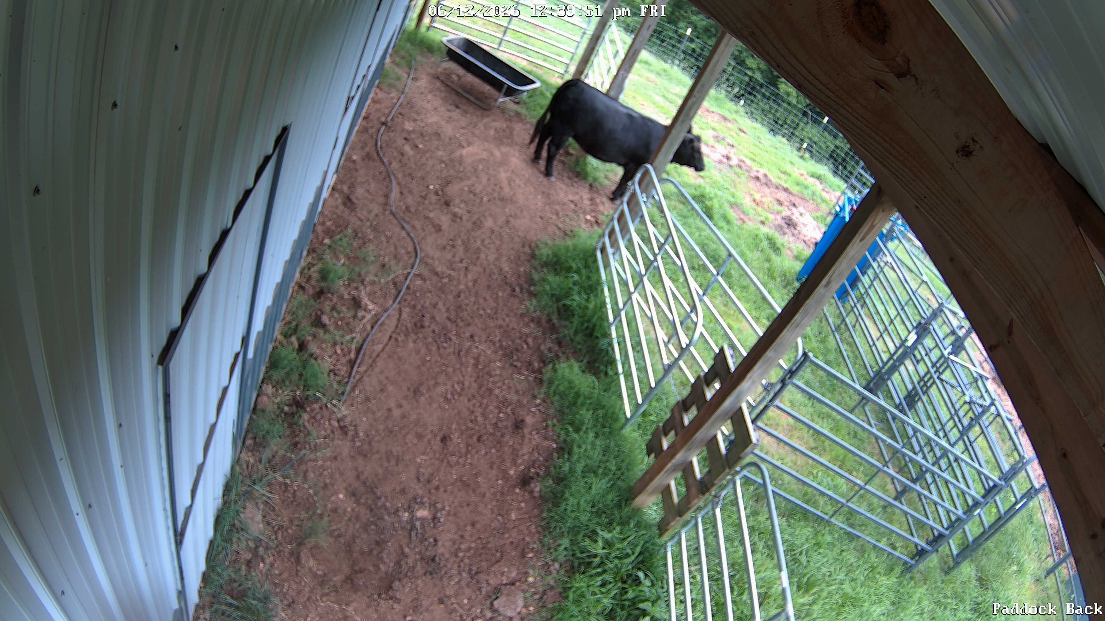 cow snapshot