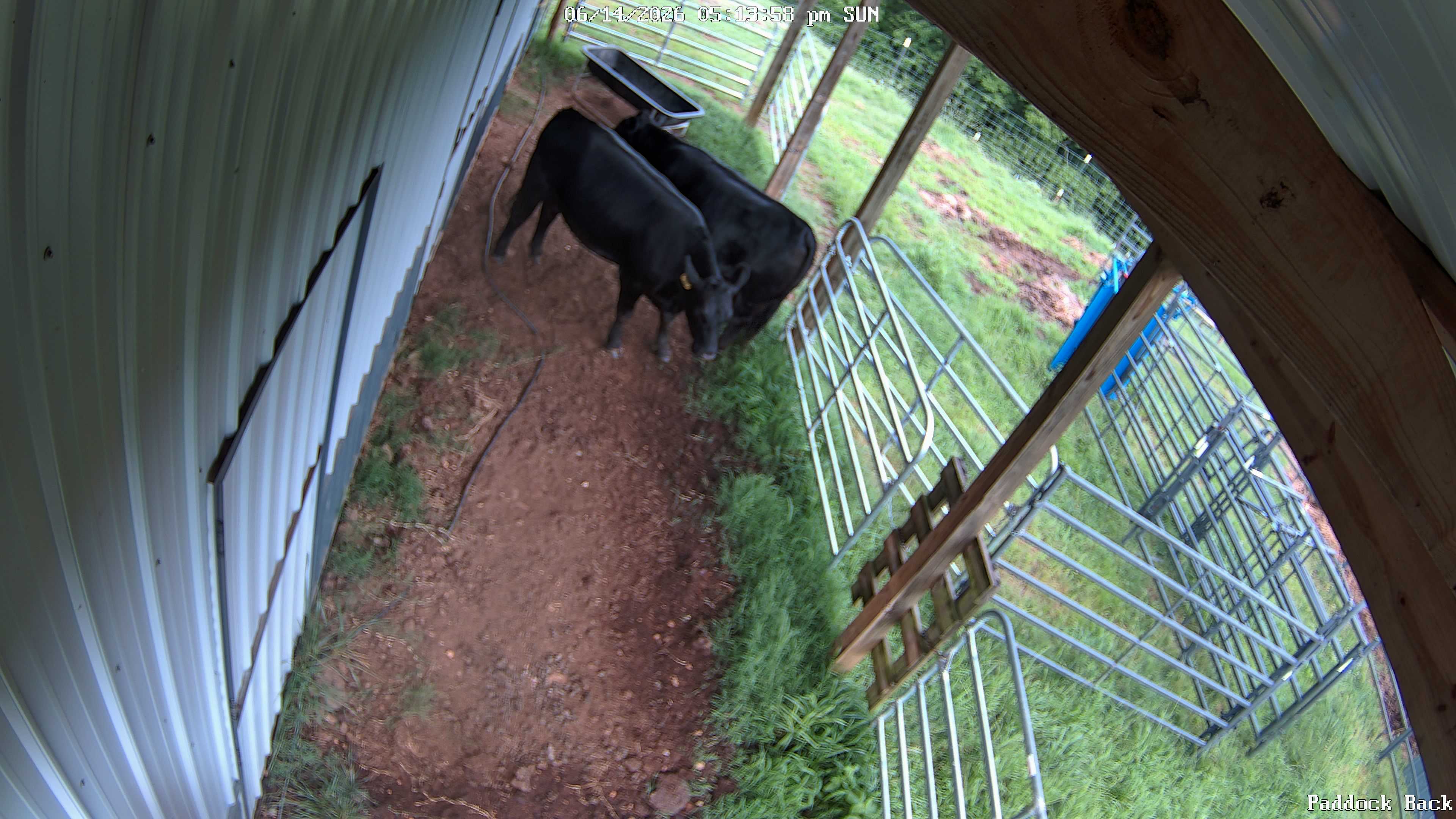 cow snapshot