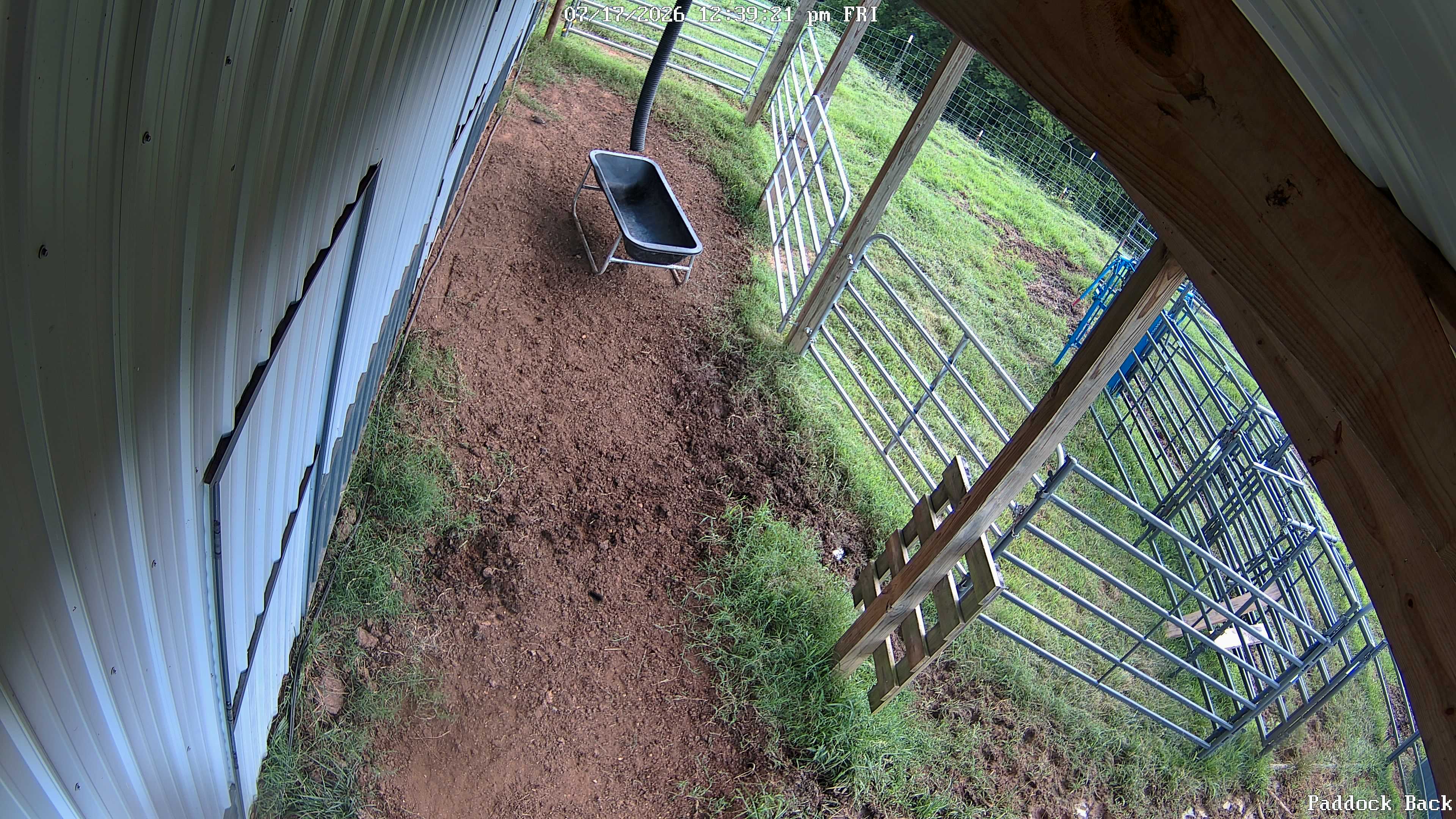 Disney Farm live view
