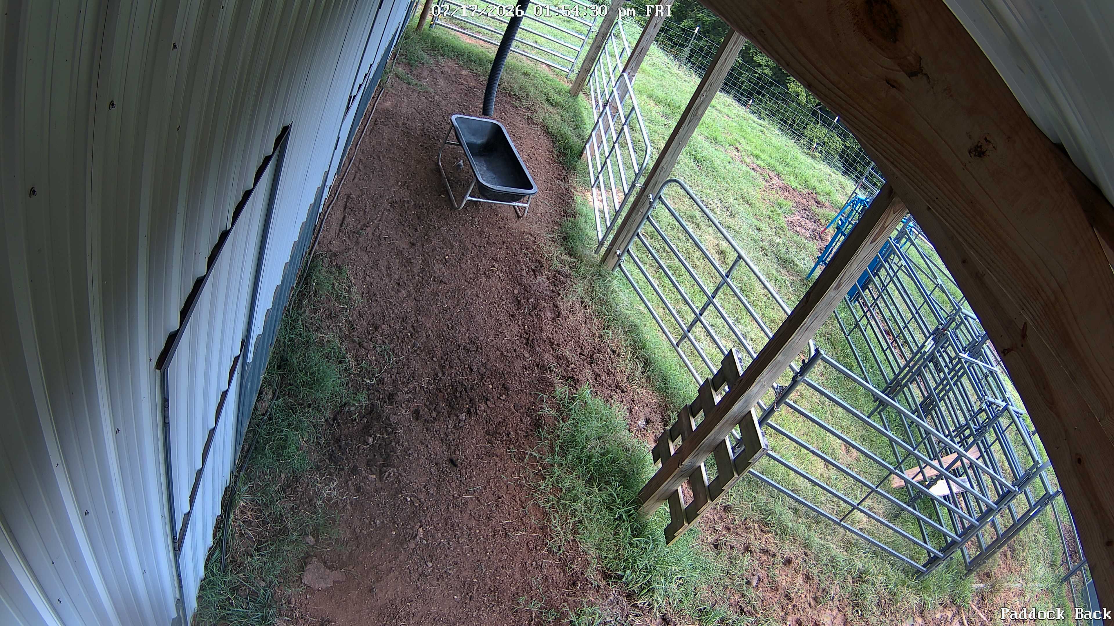 Disney Farm live view