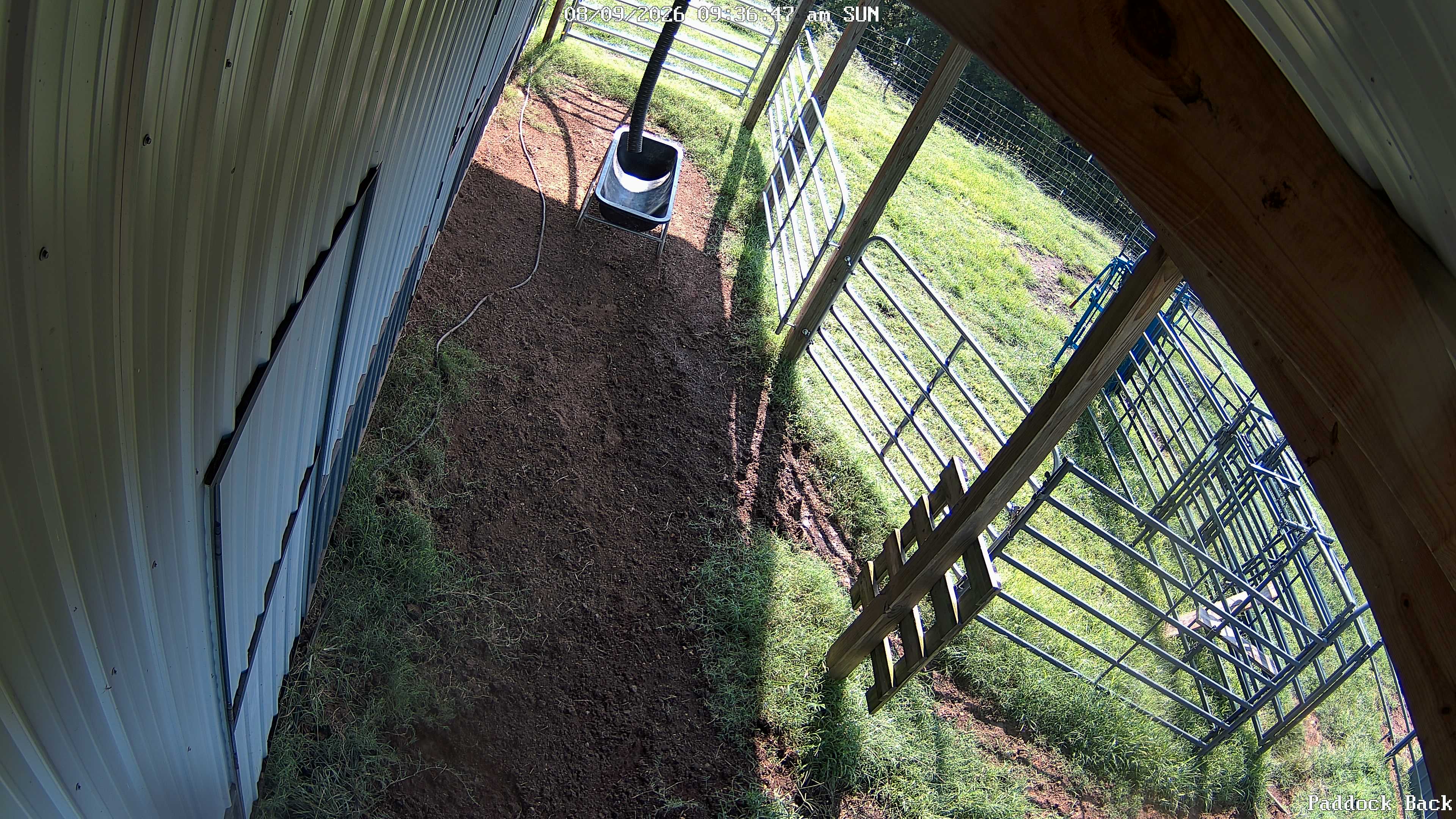 Disney Farm live view
